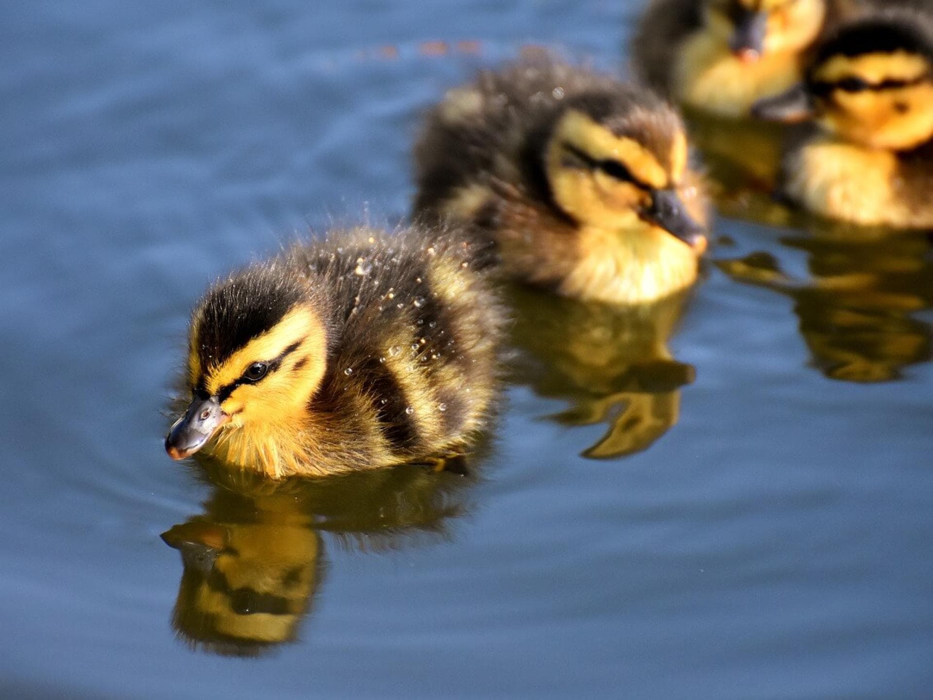 Gratis Grußkarten: süße Tierkinder-Motive versenden